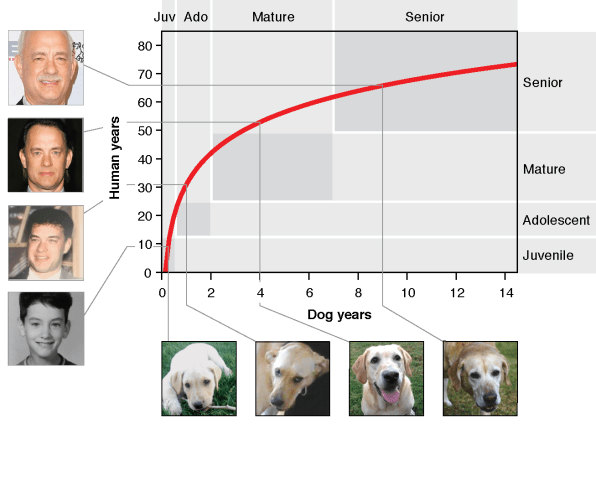 How Old is Your Dog Really?