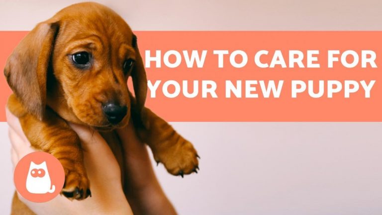 How to Care for a Dog