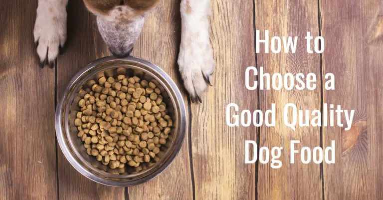 How to Choose Dog Food