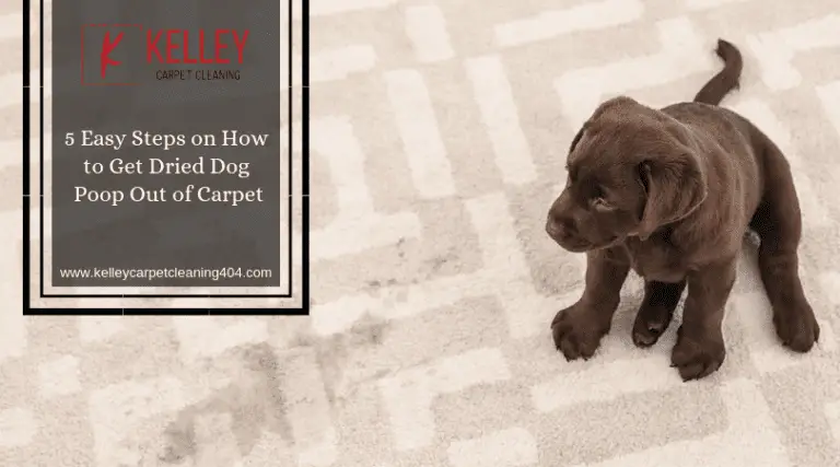 How To Clean Dried Dog Poop From Carpet