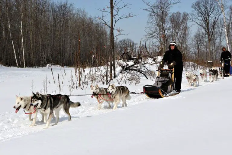 How To Have Dogsledding Fun In Sub-Zero Weather