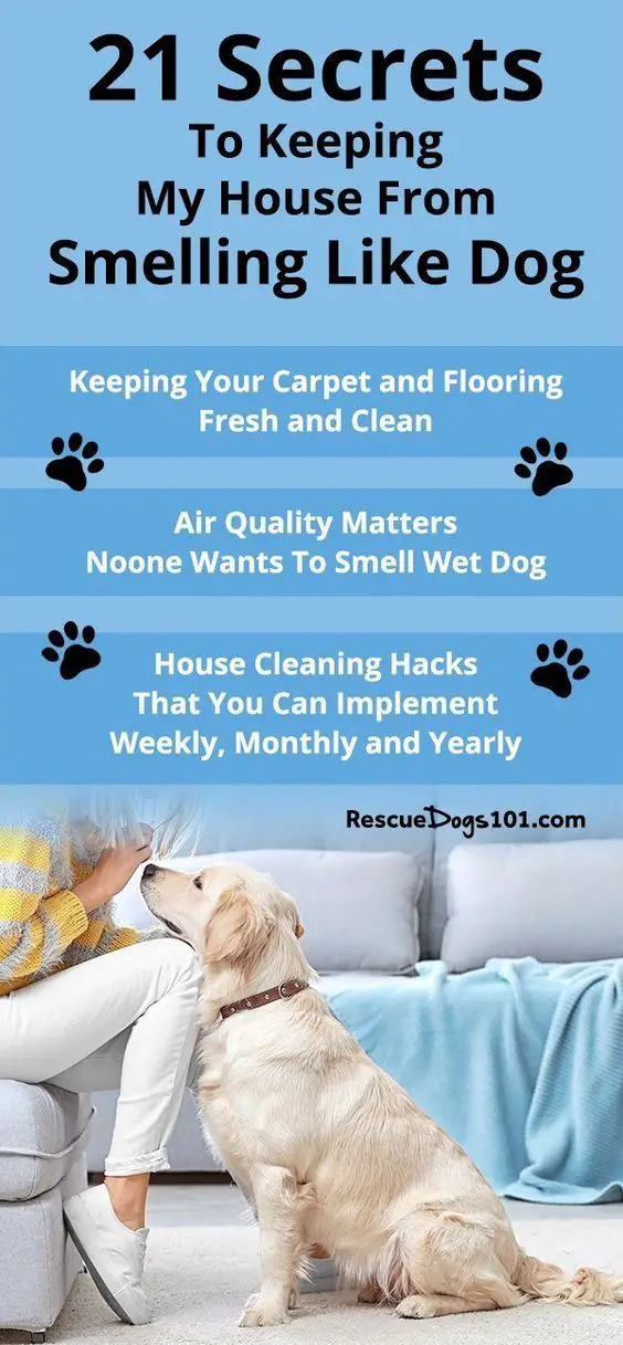 How To Keep Your House From Smelling Like A Dog?