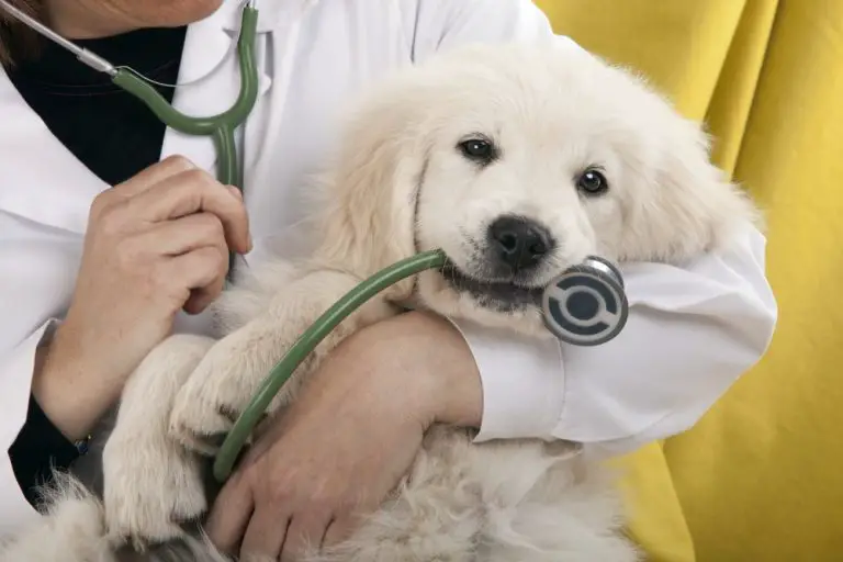 How to Know When Your Dog Needs an Appointment at the Vet