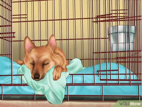 How to Make A Dog Go To Sleep Instantly