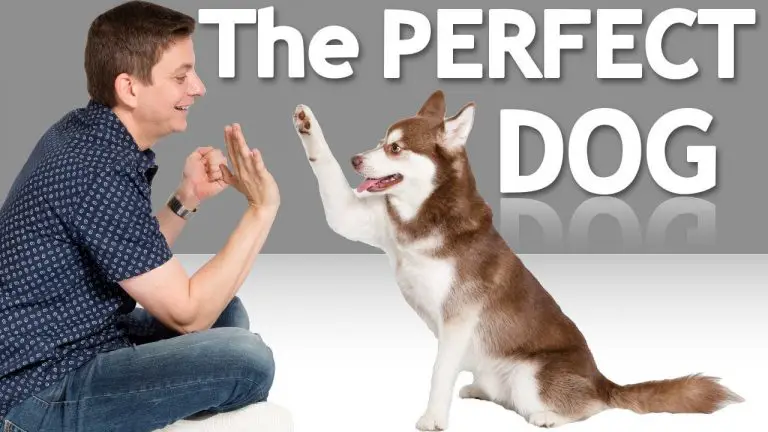 How To Pick the Dog for You