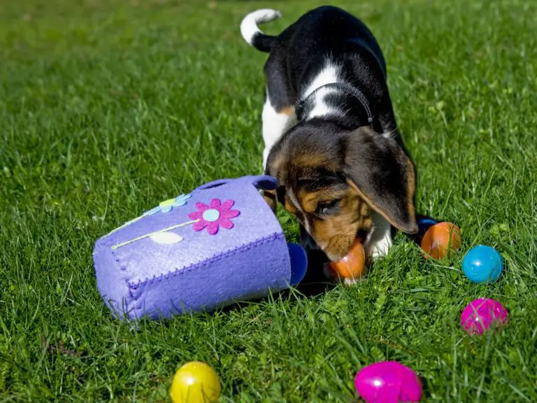 How To Run An Easter Egg Hunt For Your Dog﻿