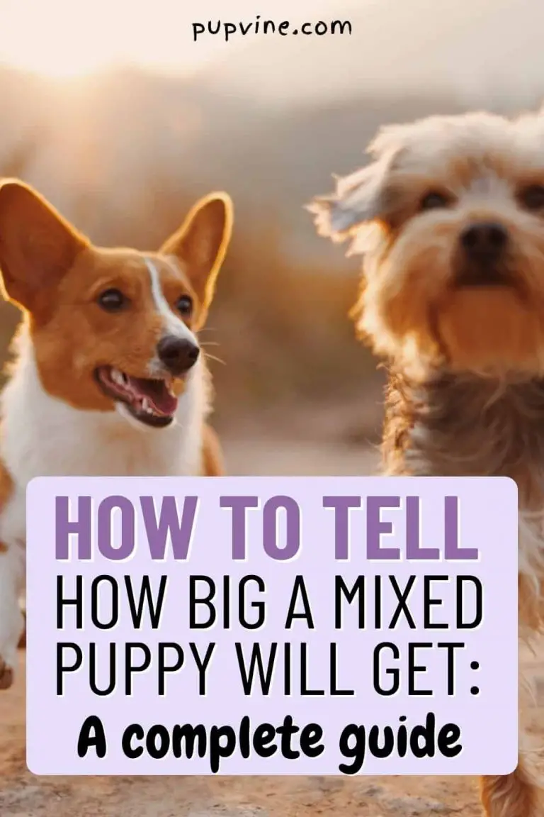 How To Tell How Big A Mixed Puppy Will Get