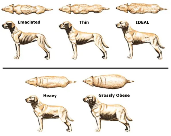 How to Tell if Your Dog is Not Getting Enough Nutrients