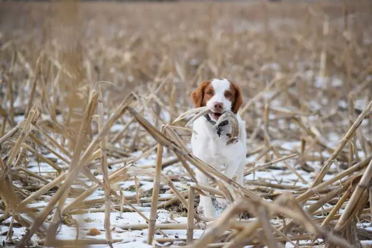 How to Train a Dog to Shed Hunt