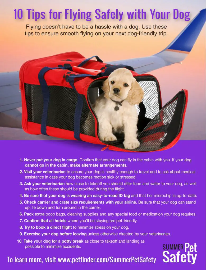 How To Travel By Air With Your Dog: What you Must Know