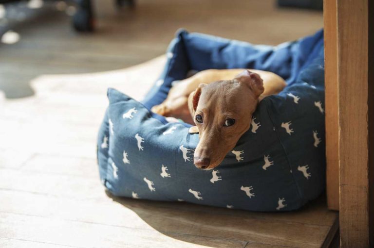 How To Wash A Dog Bed Without A Removable Cover