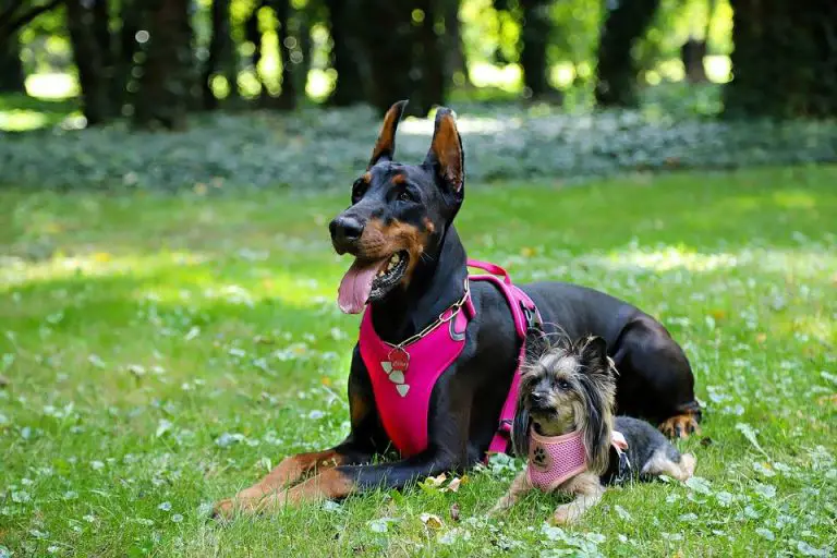 5 Reasons Why Dog Harnesses are Better Than Dog Collars