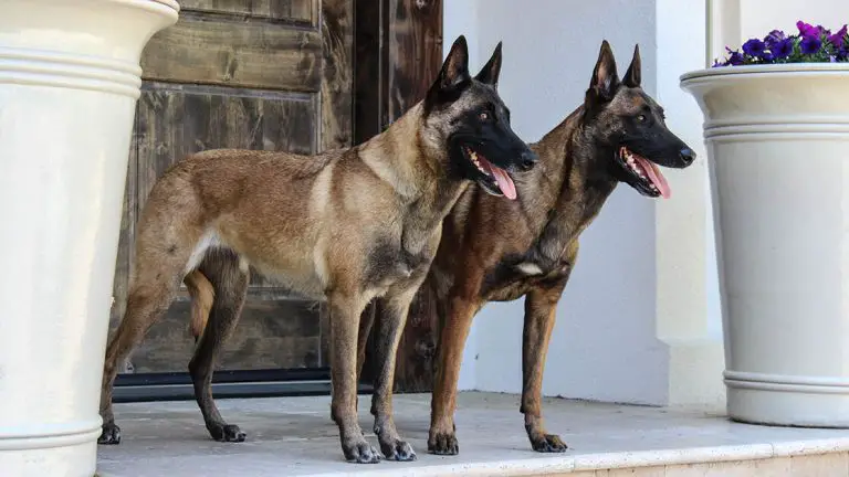 Is a Trained Family Protection Dog Worth the Investment