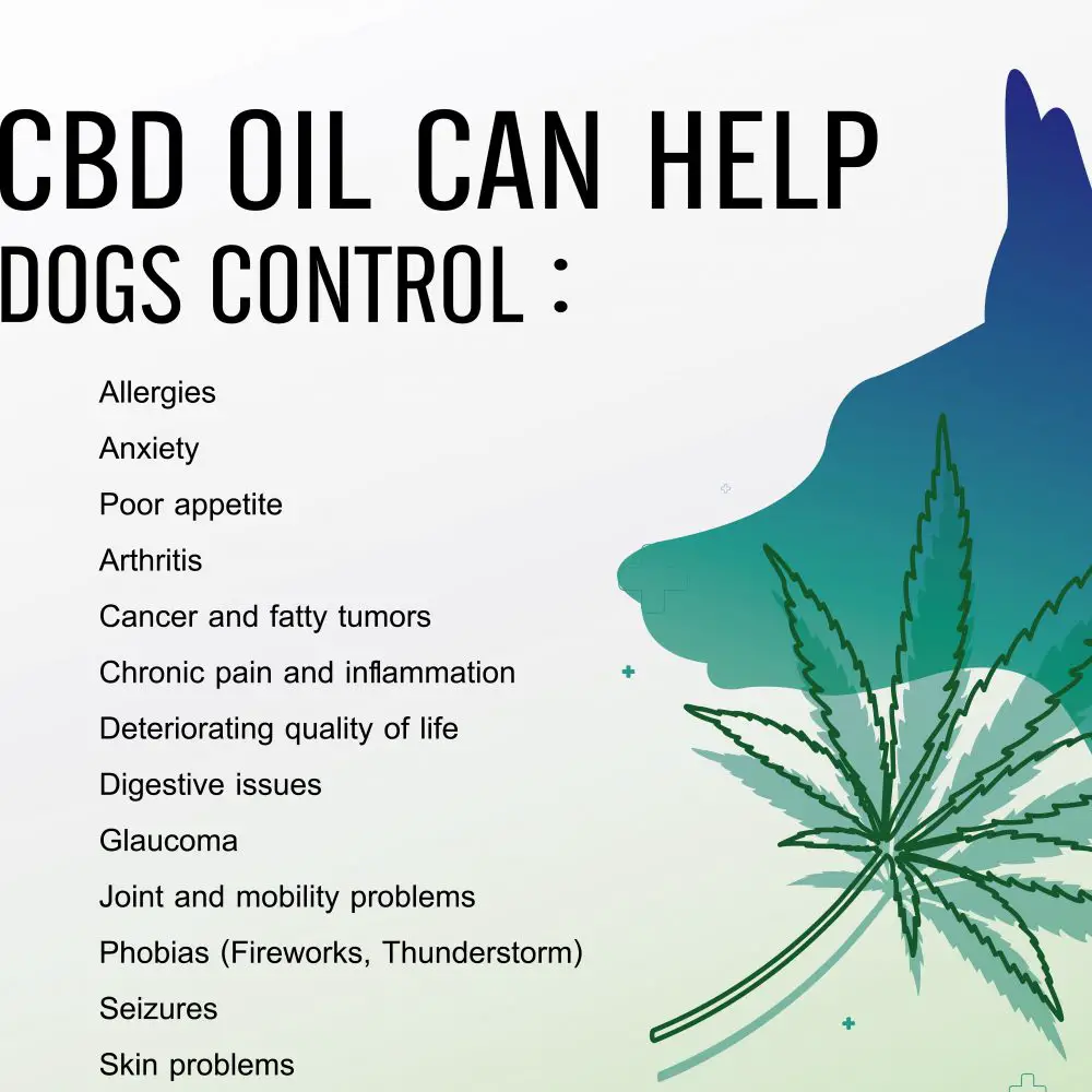 Is CBD Oil Good for Dogs with Anxiety Disorders?