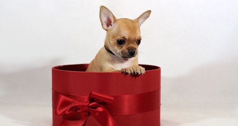 Is it Okay to Give a Dog as a Gift?