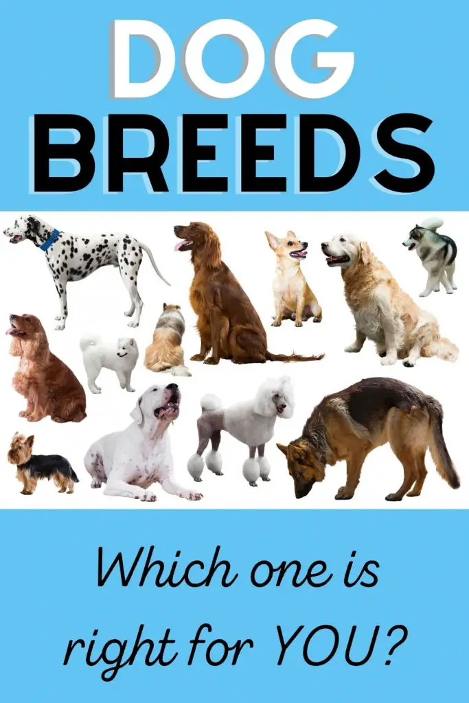 List of Dog Breeds