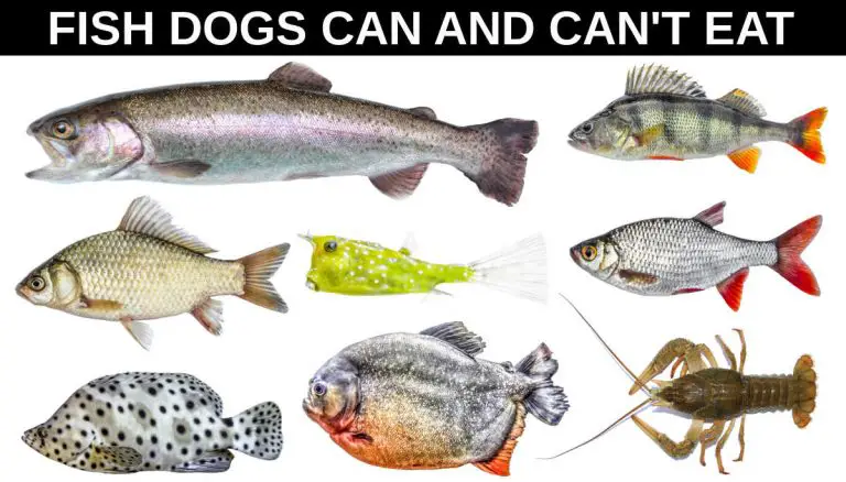 Little-Known Laws of Can Dog eat Fish?