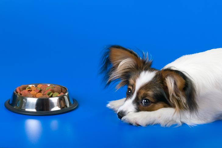My Dog Won’t Eat. Why? – Answers by Pet-Store.org