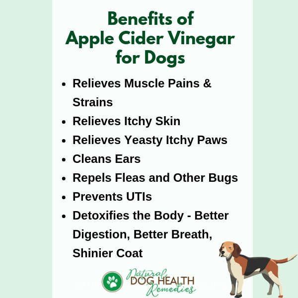 Natural Dog Care- Amazing Benefits of using Vinegar