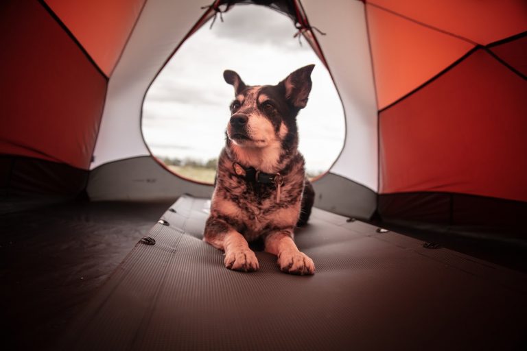 Here’s Why you Should go Camping with your Dog