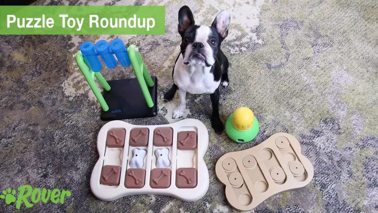 Safe, Interactive Dog Toys and Chews Veterinarians Recommend