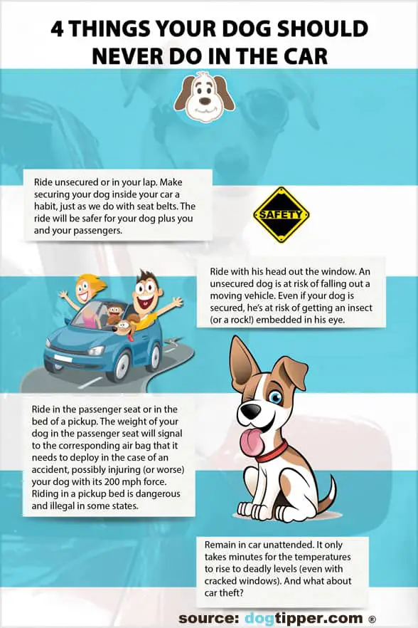 Safety Tips For Dogs Riding In Cars