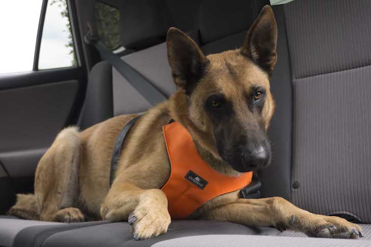 Should Your Dog Buckle Up in the Car?
