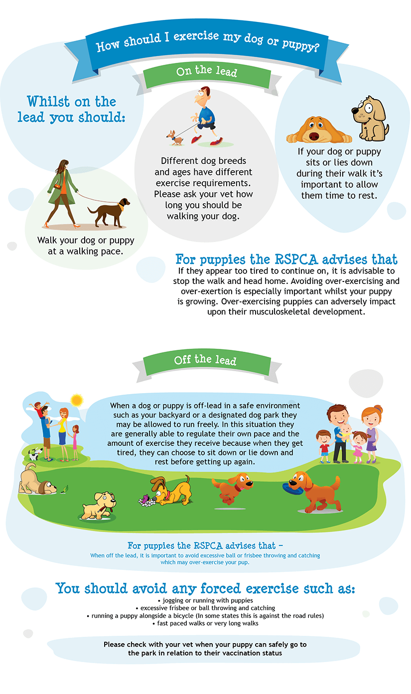 Signs Your Dog Might Need More Exercise