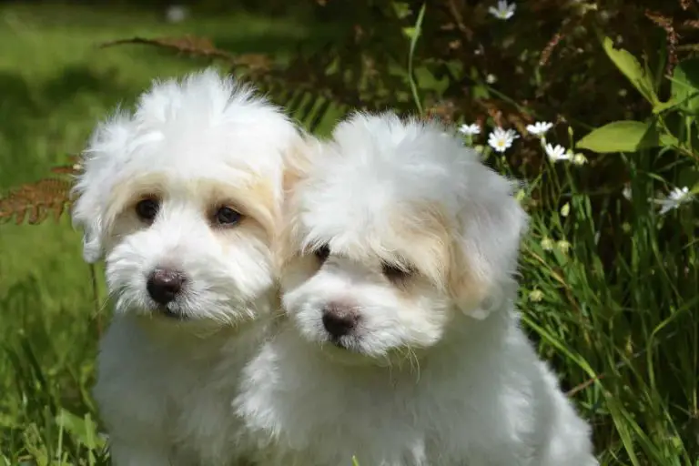 Can Dogs Remember Their Siblings?