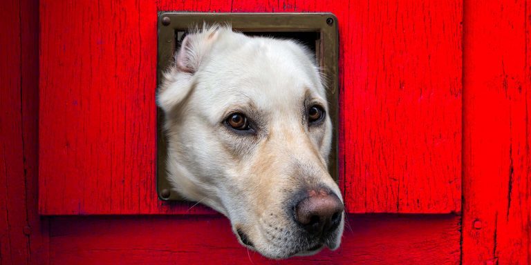 The 24 Best Dog Doors of 2020