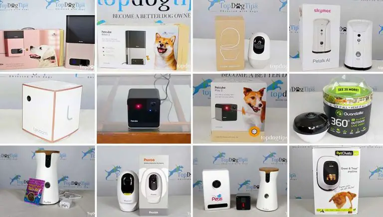 The 40 Best Dog Cameras 2022 (Review)