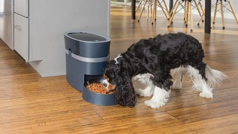 The Best Automatic Dog Feeders Reviews