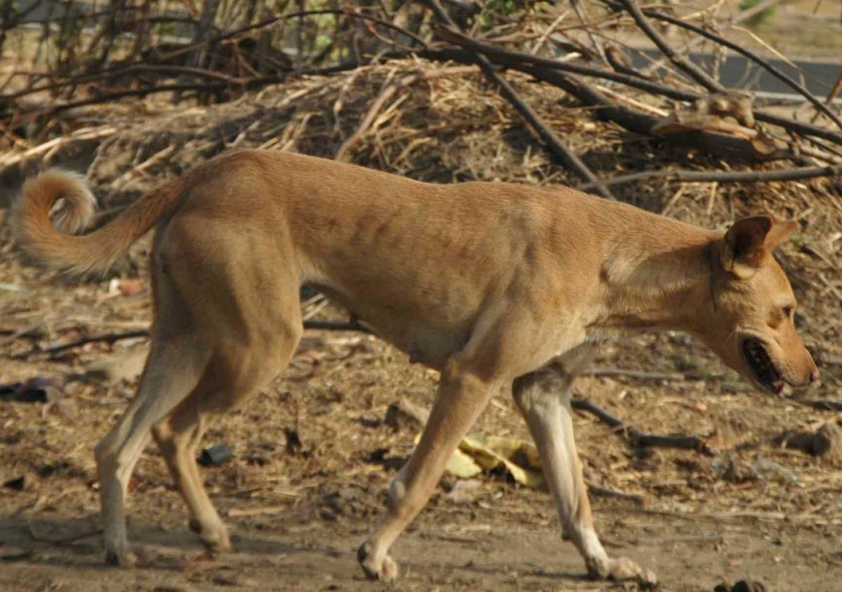 Pariah THE INDIAN PARIAH DOG