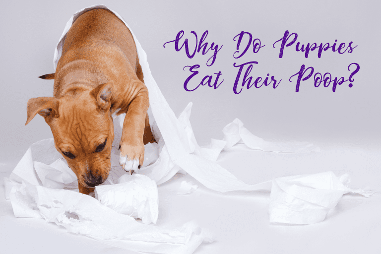 The Secret Of Why Do Dogs Eat Their Poop?