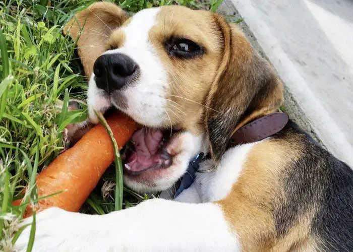 The Shocking Revelation of Can Dogs Eat Carrots.