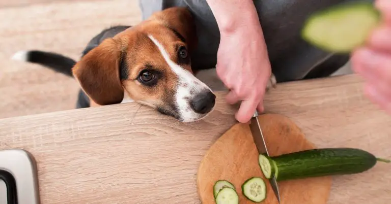 The Simple Guide to Can dogs Eat Cucumbers?