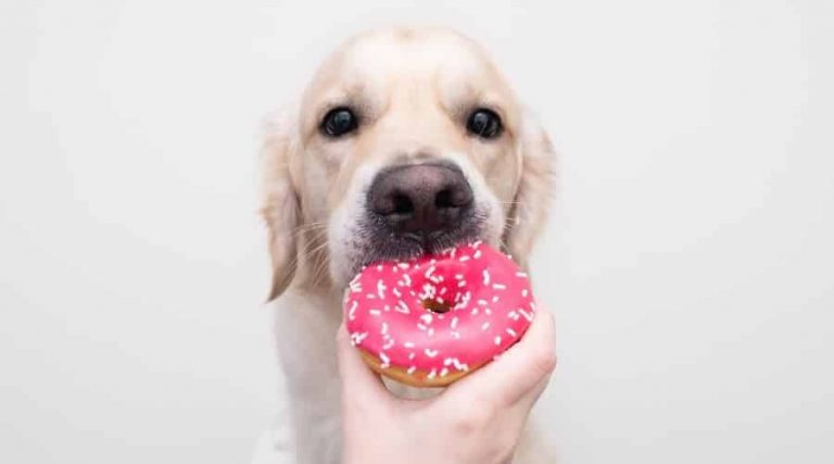 The Simplest Guidance For Can Dogs Eat Donuts You’ve Ever Heard
