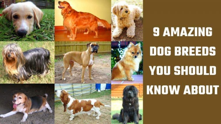 The Unbelievable Number of Dog Breeds. You Should Really Know