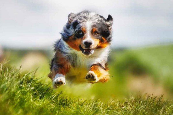 The World’s Energetic Canines