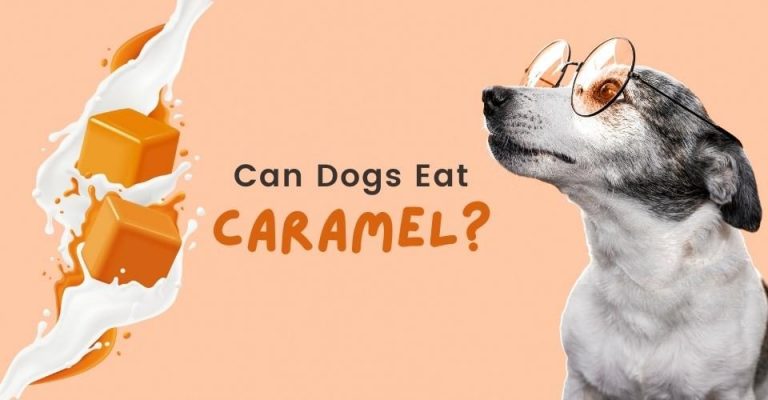 Things We Should Know More About Can Dogs Eat Caramel?     