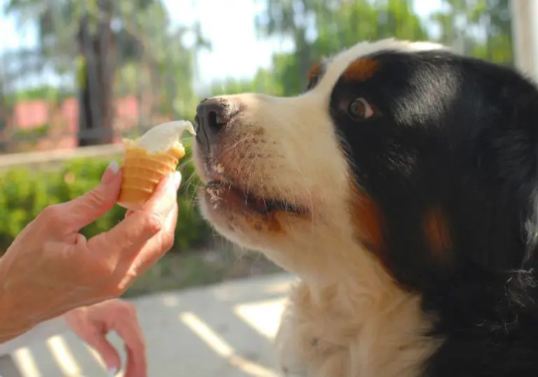 Thoughtful Solution to the Query- Can Dogs Eat Ice Cream?