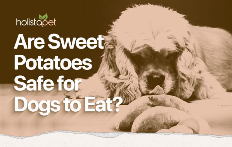 Top Common Prejudices About Can Dogs Eat Sweet Potatoes.