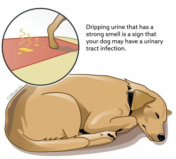 Urinary Problems in Dogs
