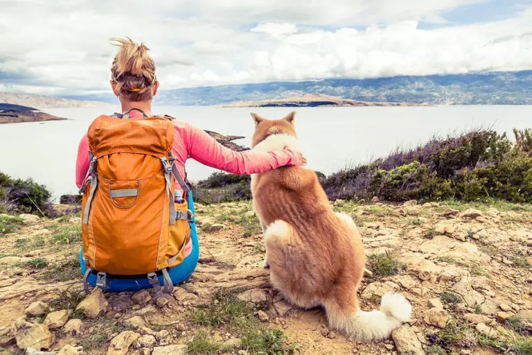 Warm Your Heart With These 5 Amazing Dogs That Prove Canines Are Indeed “Man’s Best Friend”