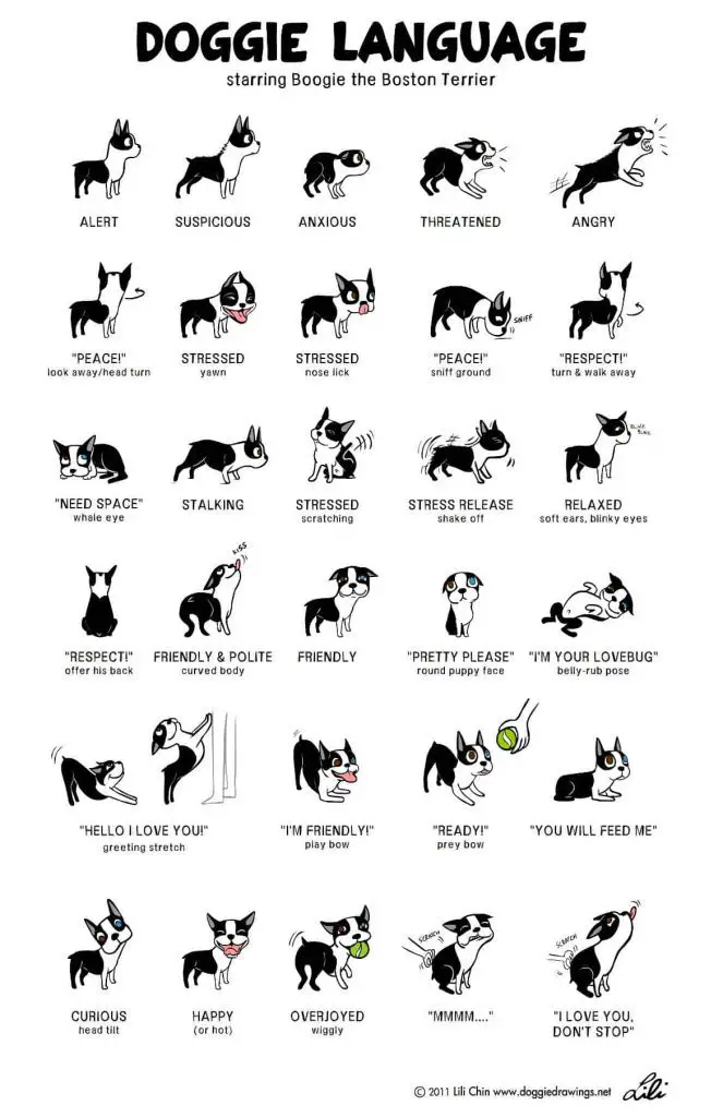 What Dogs Are Telling Us: 5 Types of Body Language