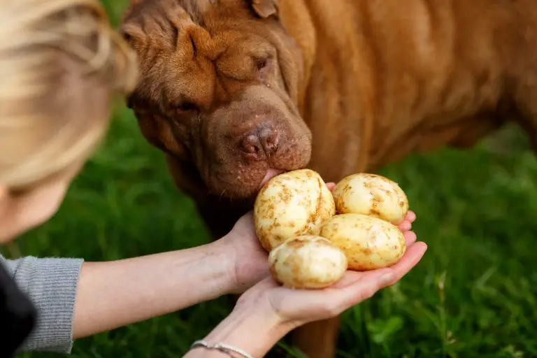 What Everyone Ought to Know About Can Dog Eat Potatoes