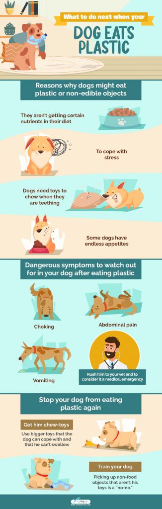 what-to-do-if-your-dog-eats-plastic