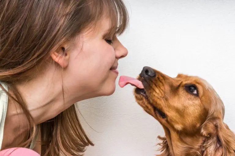 Which Breeds Of Dogs Lick Your Face The Most?