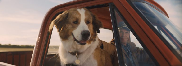 Which Dog Breeds Are Used In The Movie “A Dog’s Purpose”