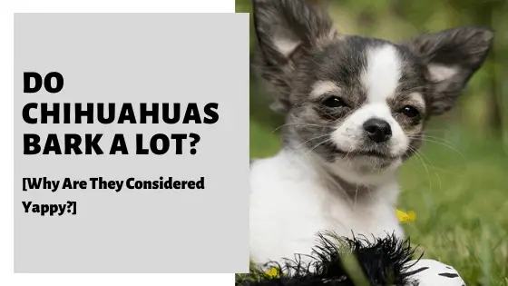 Why Do Chihuahuas Bark A Lot?